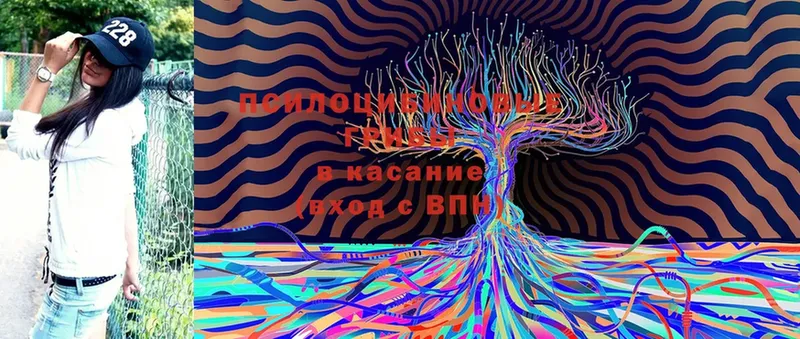 даркнет формула  Фокино  Псилоцибиновые грибы Cubensis 